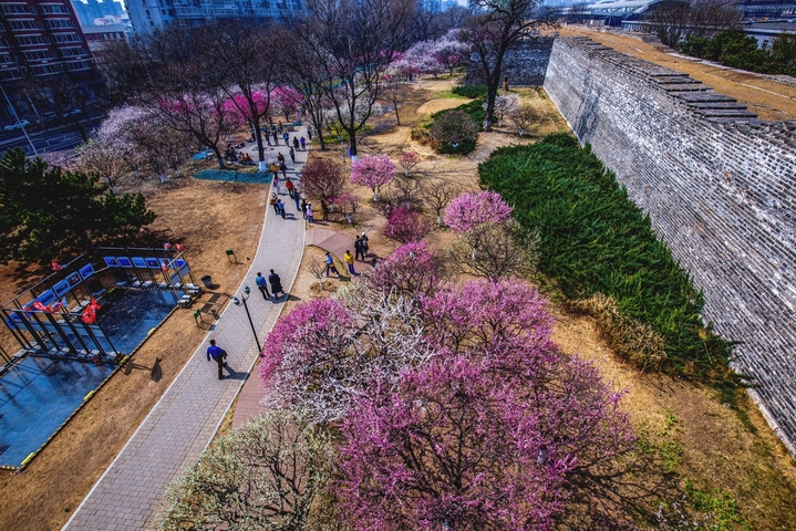 2026年3月25日，北京明城墙遗址公园繁花似锦。梅花、桃红、杏花、梨花交织成五彩斑斓的油画，游人穿梭其间，如在画中游。来源：王丹枫/IC photo
