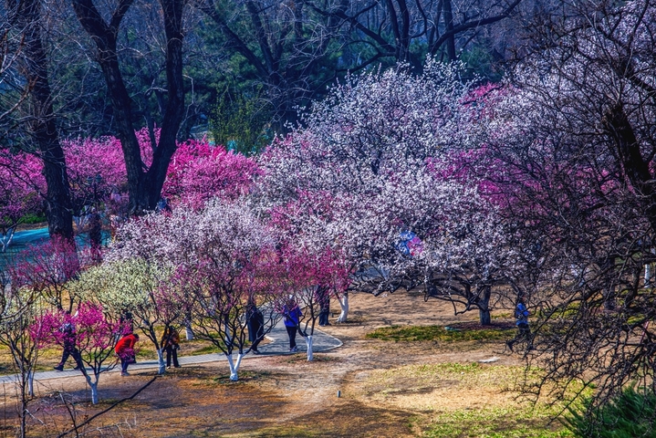 2026年3月25日，北京明城墙遗址公园繁花似锦。梅花、桃红、杏花、梨花交织成五彩斑斓的油画，游人穿梭其间，如在画中游。
