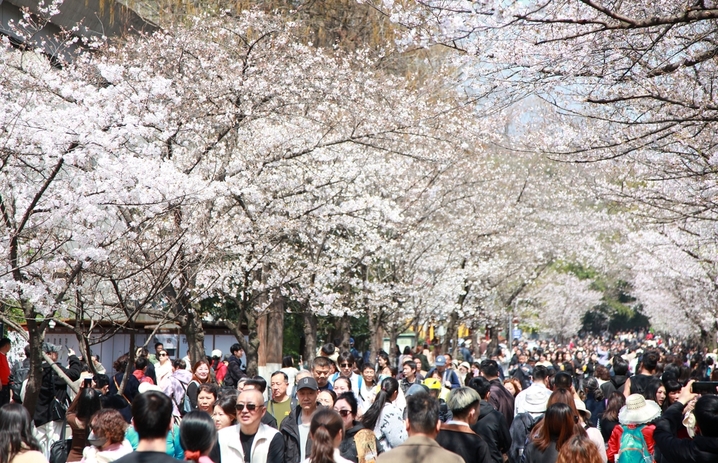 2026年3月25日，江苏省南京市，人们在南京鸡鸣寺路赏樱游玩。
