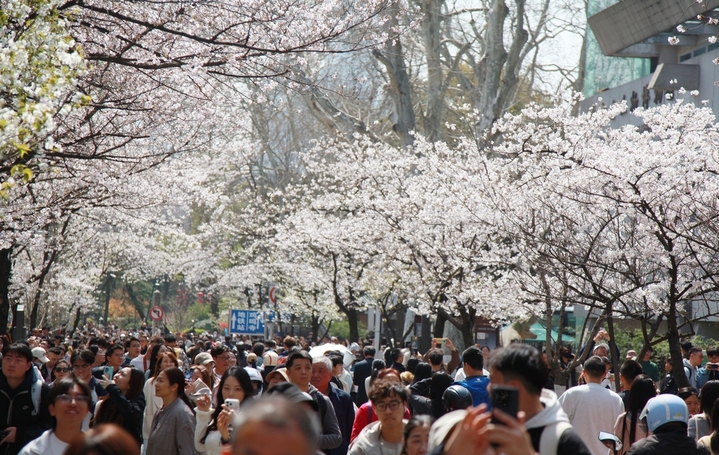 2026年3月25日，江苏省南京市，人们在南京鸡鸣寺路赏樱游玩。
