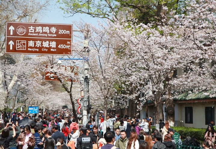 2026年3月25日，江苏省南京市，人们在南京鸡鸣寺路赏樱游玩。
