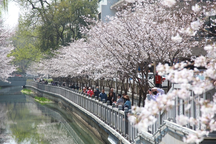 2026年3月25日，江苏省南京市，人们在南京鸡鸣寺路赏樱游玩。
