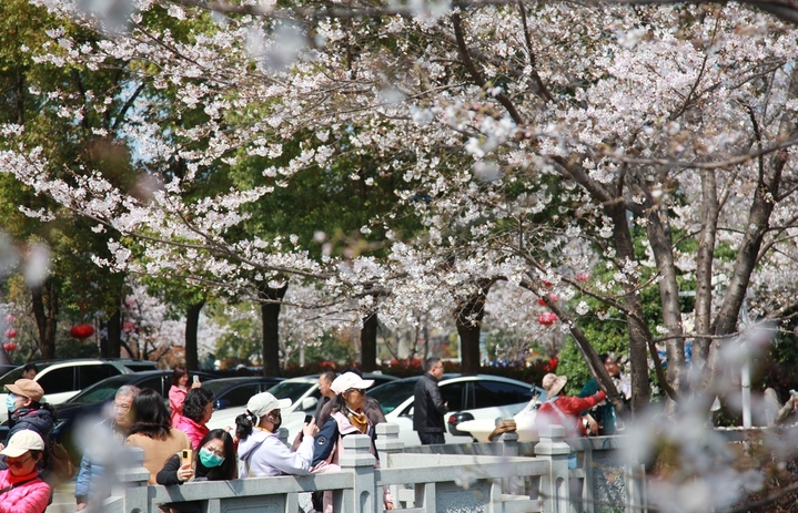 2026年3月25日，江苏省南京市，近日，南京鸡鸣寺路和珍珠河畔的樱花盛开，春意盎然，吸引人们赏花游玩，乐享春光。来源：IC photo
