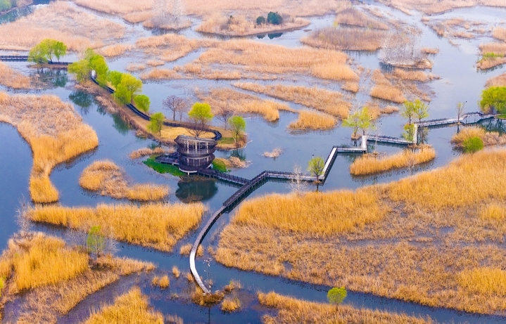 2026年3月26日，江苏省泗洪洪泽湖湿地临淮段风光旖旎。一望无际的原生态湿地景美如画，嫩绿的野柳与芦苇交相辉映，蜿蜒曲折的深呼吸通道与观鸟台相映成趣，碧绿的湖水与金色芦苇相映生辉。春日湿地水绿景秀，处处生机盎然，勾勒出一幅秀美的生态画卷。