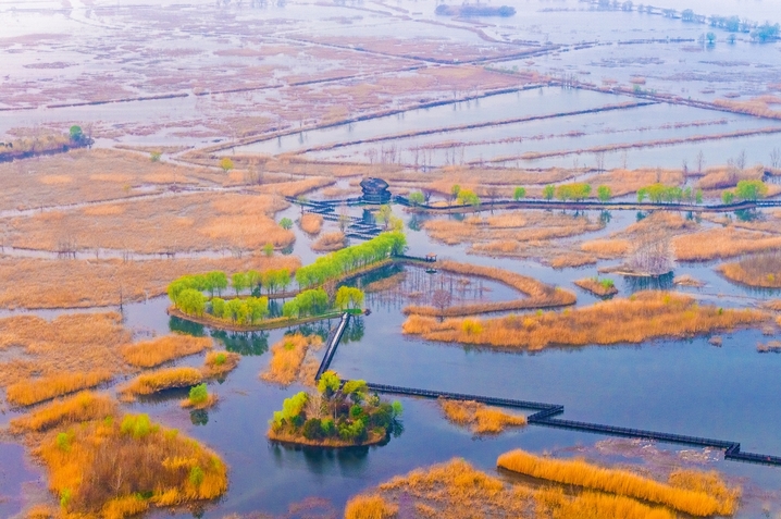 2026年3月26日，江苏省泗洪洪泽湖湿地临淮段风光旖旎。一望无际的原生态湿地景美如画，嫩绿的野柳与芦苇交相辉映，蜿蜒曲折的深呼吸通道与观鸟台相映成趣，碧绿的湖水与金色芦苇相映生辉。春日湿地水绿景秀，处处生机盎然，勾勒出一幅秀美的生态画卷。