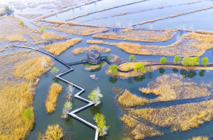2026年3月26日，江苏省泗洪洪泽湖湿地临淮段风光旖旎。一望无际的原生态湿地景美如画，嫩绿的野柳与芦苇交相辉映，蜿蜒曲折的深呼吸通道与观鸟台相映成趣，碧绿的湖水与金色芦苇相映生辉。春日湿地水绿景秀，处处生机盎然，勾勒出一幅秀美的生态画卷。张连华/IC photo