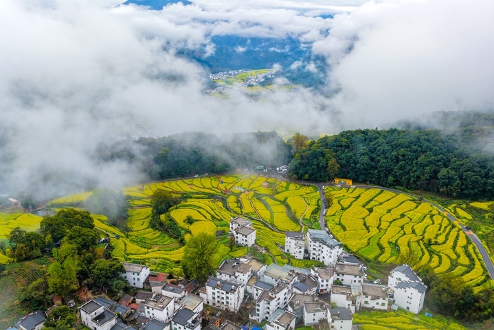 2026年3月27日，江西婺源江岭景区云雾缭绕，万亩梯田油菜花海金浪翻涌，白墙黛瓦的村落若隐若现，宛如一幅流动的水墨长卷。春日的江岭，以花为墨、以山为纸，绘就出中国最美乡村的诗意画卷，吸引八方游客共赴这场春天的盛宴。