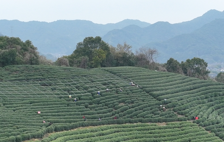 2026年3月27日，多名采茶工在茶山采摘鲜叶。近日，浙江杭州西湖龙井明前茶已迎来大面积开采，当地炒茶师以传统技艺手工炒制龙井新茶，守护龙井千年飘香。