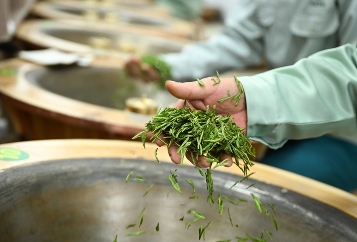 2026年3月27日，多名采茶工在茶山采摘鲜叶。近日，浙江杭州西湖龙井明前茶已迎来大面积开采，当地炒茶师以传统技艺手工炒制龙井新茶，守护龙井千年飘香。