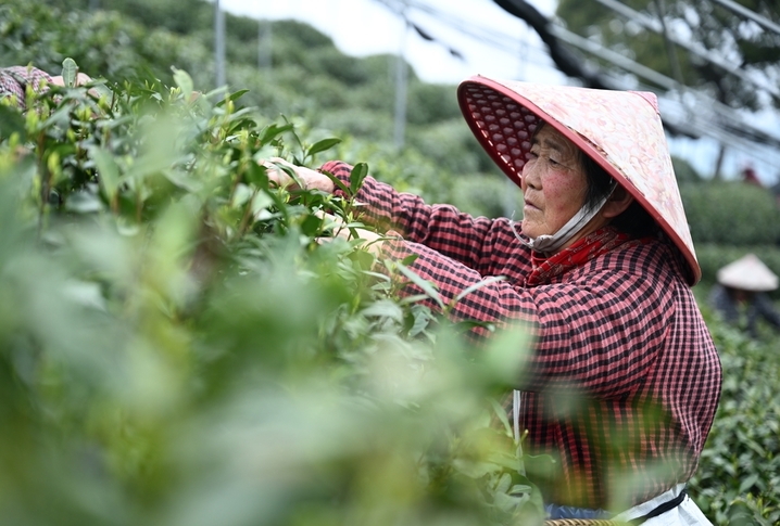 2026年3月27日，多名采茶工在茶山采摘鲜叶。近日，浙江杭州西湖龙井明前茶已迎来大面积开采，当地炒茶师以传统技艺手工炒制龙井新茶，守护龙井千年飘香。