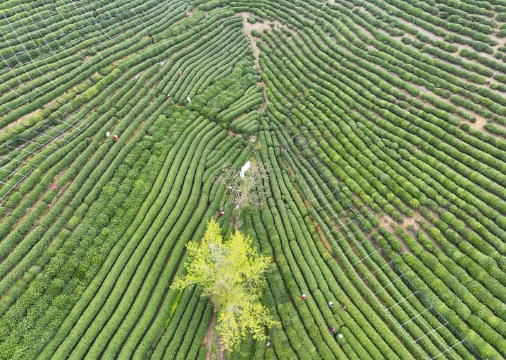 2026年3月27日，多名采茶工在茶山采摘鲜叶。近日，浙江杭州西湖龙井明前茶已迎来大面积开采，当地炒茶师以传统技艺手工炒制龙井新茶，守护龙井千年飘香。