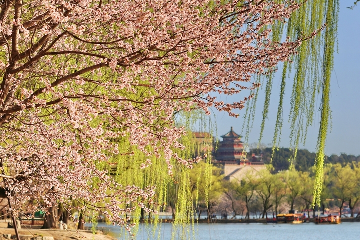 2026年3月27日，北京，颐和园春明景和，春意融融，莺飞草长，鸟语花香，昆明湖水碧波荡漾，西堤绿柳成行，远山如黛，宛若水墨图画。
