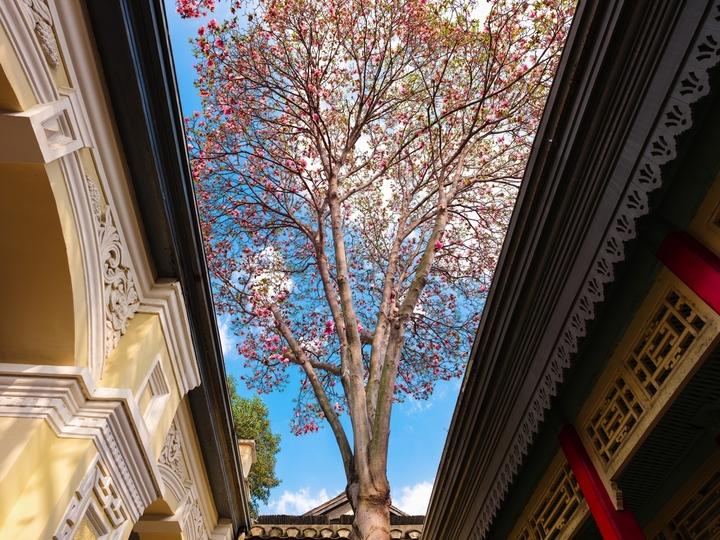 2026年3月27日，在南京中国近代史遗址博物馆，盛开的玉兰花与历史建筑相互映衬，勾勒出一幅春日画卷，令人赏心悦目。