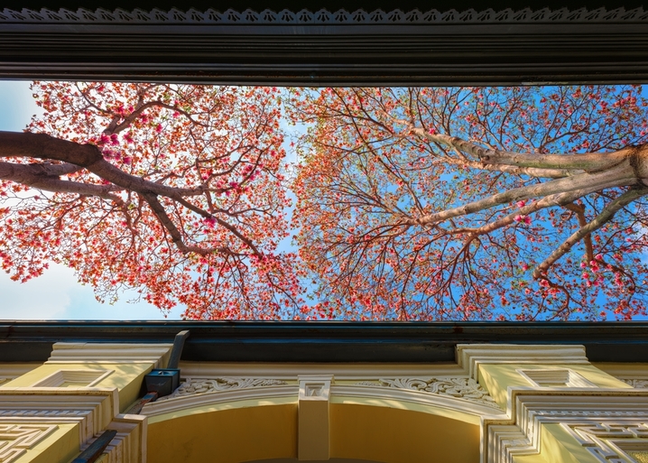 2026年3月27日，在南京中国近代史遗址博物馆，盛开的玉兰花与历史建筑相互映衬，勾勒出一幅春日画卷，令人赏心悦目。