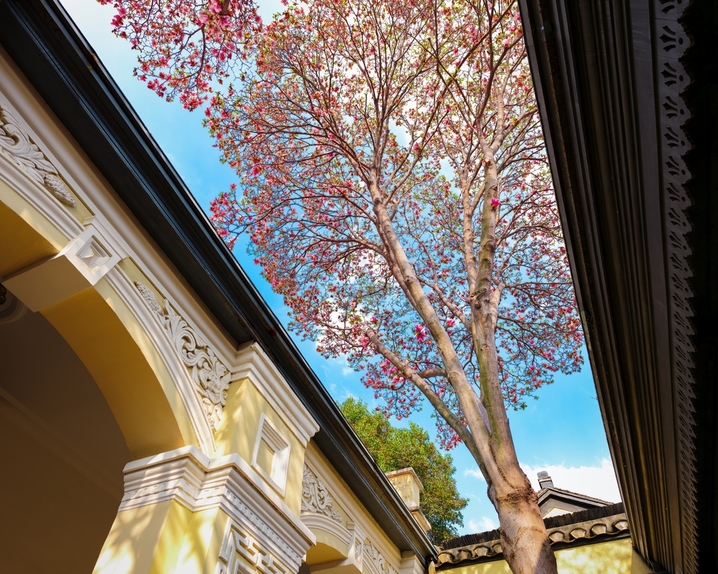 2026年3月27日，在南京中国近代史遗址博物馆，盛开的玉兰花与历史建筑相互映衬，勾勒出一幅春日画卷，令人赏心悦目。