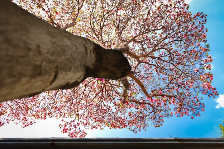 2026年3月27日，在南京中国近代史遗址博物馆，盛开的玉兰花与历史建筑相互映衬，勾勒出一幅春日画卷，令人赏心悦目。来源：苏阳/IC photo

