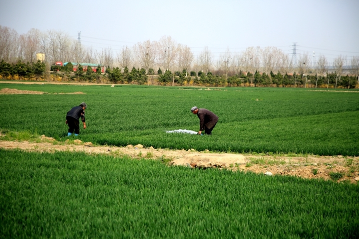 2026年3月29日，山东省日照市，在岚山区高兴镇的广袤田野上，当地农户正抢抓近期晴好的天气与有利墒情，开展麦田春灌作业。忙碌的身影与翠绿的田野，构成了最动人的春耕图景。