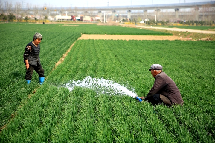 2026年3月29日，山东省日照市，在岚山区高兴镇的广袤田野上，当地农户正抢抓近期晴好的天气与有利墒情，开展麦田春灌作业。忙碌的身影与翠绿的田野，构成了最动人的春耕图景。安佰明/IC photo