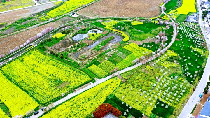 2026年3月29日，从高空俯瞰湖北省十堰市郧阳区五峰乡生态植物园里成片的油菜花、樱花竞相开放，色彩斑斓的相关植物花卉与乡村农田错落有致地交织在一起，宛若嵌入大地上的脉络图，呈现出别样的韵律。吸引了许多市民前来踏青赏花，感受春天下乡村田园中的春色图。