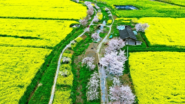 2026年3月29日，从高空俯瞰湖北省十堰市郧阳区五峰乡生态植物园里成片的油菜花、樱花竞相开放，色彩斑斓的相关植物花卉与乡村农田错落有致地交织在一起，宛若嵌入大地上的脉络图，呈现出别样的韵律。吸引了许多市民前来踏青赏花，感受春天下乡村田园中的春色图。