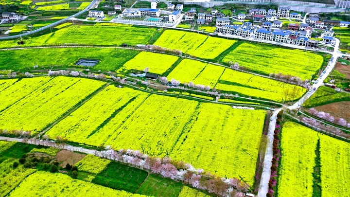 2026年3月29日，从高空俯瞰湖北省十堰市郧阳区五峰乡生态植物园里成片的油菜花、樱花竞相开放，色彩斑斓的相关植物花卉与乡村农田错落有致地交织在一起，宛若嵌入大地上的脉络图，呈现出别样的韵律。吸引了许多市民前来踏青赏花，感受春天下乡村田园中的春色图。