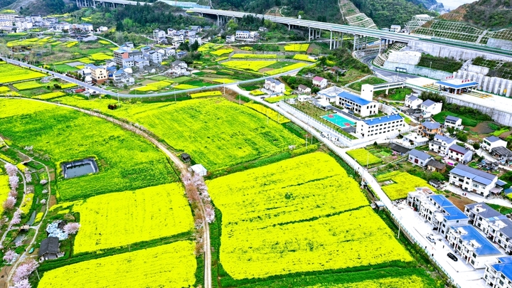 2026年3月29日，从高空俯瞰湖北省十堰市郧阳区五峰乡生态植物园里成片的油菜花、樱花竞相开放，色彩斑斓的相关植物花卉与乡村农田错落有致地交织在一起，宛若嵌入大地上的脉络图，呈现出别样的韵律。吸引了许多市民前来踏青赏花，感受春天下乡村田园中的春色图。叶桓/IC photo