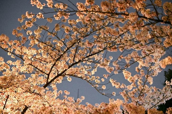 2026年3月29日晚，游客在南京鸡鸣寺樱花路上赏花游玩。