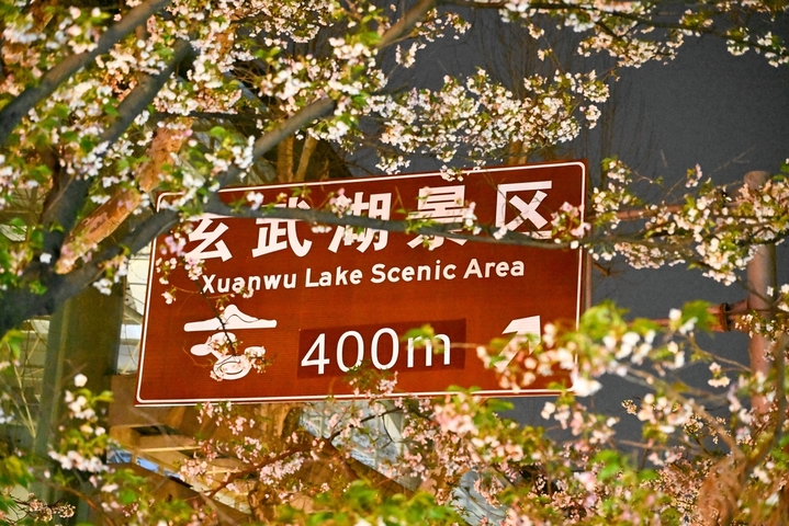 2026年3月29日晚，游客在南京鸡鸣寺樱花路上赏花游玩。