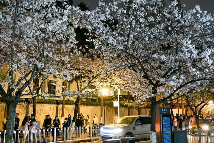 2026年3月29日，南京鸡鸣寺樱花大道上，盛开的樱花与古色古香的建筑，在城市霓虹和路灯映照处，分外美丽，吸引人们前来观赏。杨素平/IC photo