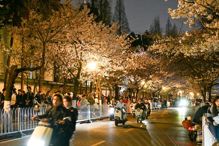 2026年3月29日晚，游客在南京鸡鸣寺樱花路上赏花游玩。