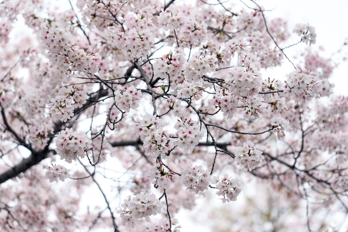 2026年3月31日，江苏扬州，鉴真路“樱花大道”上，绵延1.3公里的染井吉野樱缤纷绽放，正处于最佳观赏时，满眼望去，灿若云霞、美不胜收，成为当下众多游客赏景踏春的网红地。