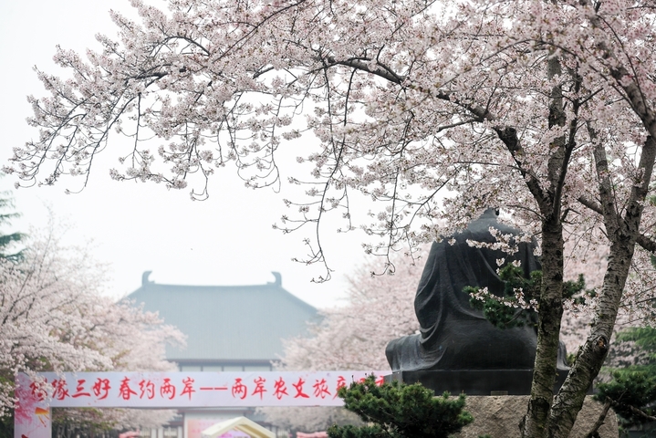 2026年3月31日，江苏扬州，鉴真路“樱花大道”上，绵延1.3公里的染井吉野樱缤纷绽放，正处于最佳观赏时，满眼望去，灿若云霞、美不胜收，成为当下众多游客赏景踏春的网红地。