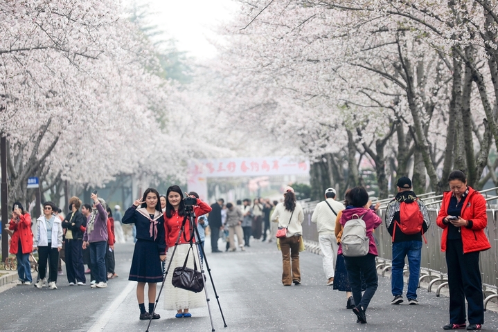 2026年3月31日，江苏扬州，鉴真路“樱花大道”上，绵延1.3公里的染井吉野樱缤纷绽放，正处于最佳观赏时，满眼望去，灿若云霞、美不胜收，成为当下众多游客赏景踏春的网红地。