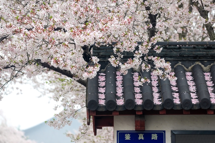 2026年3月31日，江苏扬州，鉴真路“樱花大道”上，绵延1.3公里的染井吉野樱缤纷绽放，正处于最佳观赏时，满眼望去，灿若云霞、美不胜收，成为当下众多游客赏景踏春的网红地。