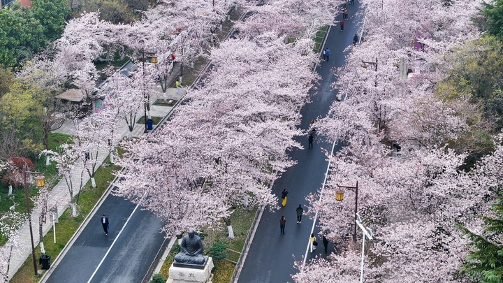 2026年3月31日，江苏扬州，鉴真路“樱花大道”上，绵延1.3公里的染井吉野樱缤纷绽放，正处于最佳观赏时，满眼望去，灿若云霞、美不胜收，成为当下众多游客赏景踏春的网红地。IC photo
