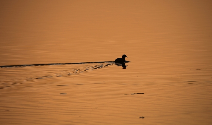 2026年3月30日，黑龙江省哈尔滨市，松花江畔，夕阳把江面染成流动的金箔。红嘴鸥展开白羽，在金波上划出灵动弧线，时而俯冲入水叼起游鱼；白骨顶鸡踩着浮冰，白额在暖光里格外鲜亮。成群候鸟的鸣啼撞碎暮色，把攒了一冬的欢腾泼洒在江面上，春光便顺着翅膀的扇动，汩汩地泄进了料峭的风里。