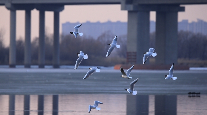 2026年3月30日，黑龙江省哈尔滨市，松花江畔，夕阳把江面染成流动的金箔。红嘴鸥展开白羽，在金波上划出灵动弧线，时而俯冲入水叼起游鱼；白骨顶鸡踩着浮冰，白额在暖光里格外鲜亮。成群候鸟的鸣啼撞碎暮色，把攒了一冬的欢腾泼洒在江面上，春光便顺着翅膀的扇动，汩汩地泄进了料峭的风里。IC photo