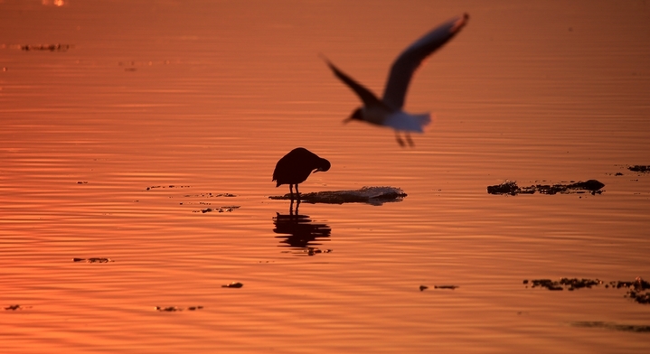 2026年3月30日，黑龙江省哈尔滨市，松花江畔，夕阳把江面染成流动的金箔。红嘴鸥展开白羽，在金波上划出灵动弧线，时而俯冲入水叼起游鱼；白骨顶鸡踩着浮冰，白额在暖光里格外鲜亮。成群候鸟的鸣啼撞碎暮色，把攒了一冬的欢腾泼洒在江面上，春光便顺着翅膀的扇动，汩汩地泄进了料峭的风里。