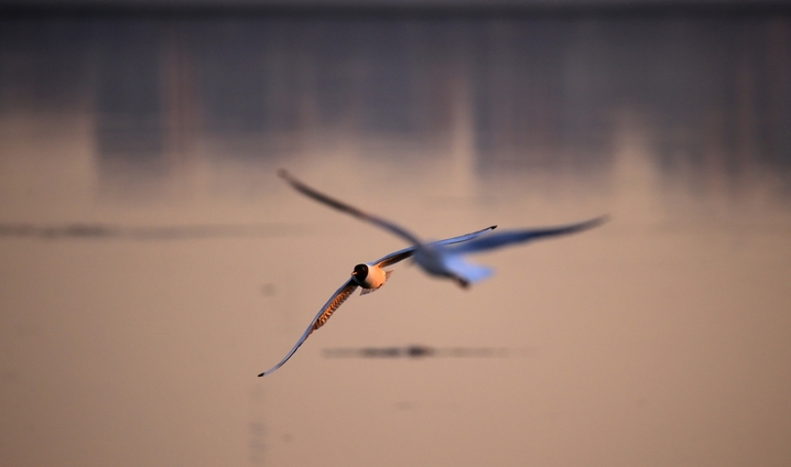2026年3月30日，黑龙江省哈尔滨市，松花江畔，夕阳把江面染成流动的金箔。红嘴鸥展开白羽，在金波上划出灵动弧线，时而俯冲入水叼起游鱼；白骨顶鸡踩着浮冰，白额在暖光里格外鲜亮。成群候鸟的鸣啼撞碎暮色，把攒了一冬的欢腾泼洒在江面上，春光便顺着翅膀的扇动，汩汩地泄进了料峭的风里。