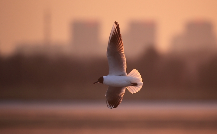 2026年3月30日，黑龙江省哈尔滨市，松花江畔，夕阳把江面染成流动的金箔。红嘴鸥展开白羽，在金波上划出灵动弧线，时而俯冲入水叼起游鱼；白骨顶鸡踩着浮冰，白额在暖光里格外鲜亮。成群候鸟的鸣啼撞碎暮色，把攒了一冬的欢腾泼洒在江面上，春光便顺着翅膀的扇动，汩汩地泄进了料峭的风里。