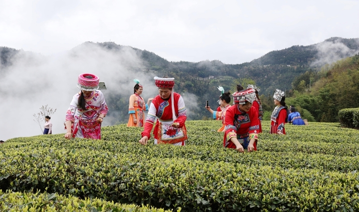 2026年3月30日，湖北恩施，清明前夕，茶农忙碌在茶园，采摘春茶，以供应市场需求。谢顺/IC photo