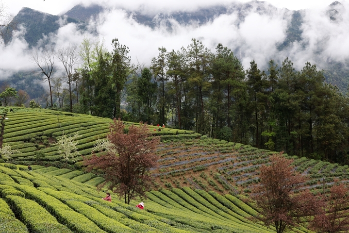 2026年3月30日，湖北恩施，清明前夕，茶农忙碌在茶园，采摘春茶，以供应市场需求。