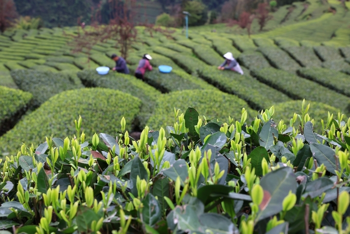 2026年3月30日，湖北恩施，清明前夕，茶农忙碌在茶园，采摘春茶，以供应市场需求。