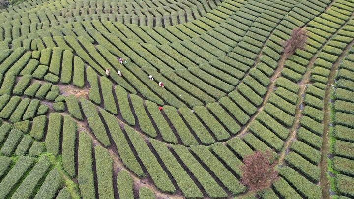 2026年3月30日，湖北恩施，清明前夕，茶农忙碌在茶园，采摘春茶，以供应市场需求。