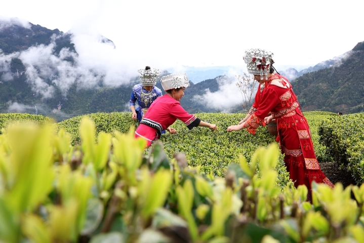2026年3月30日，湖北恩施，清明前夕，茶农忙碌在茶园，采摘春茶，以供应市场需求。