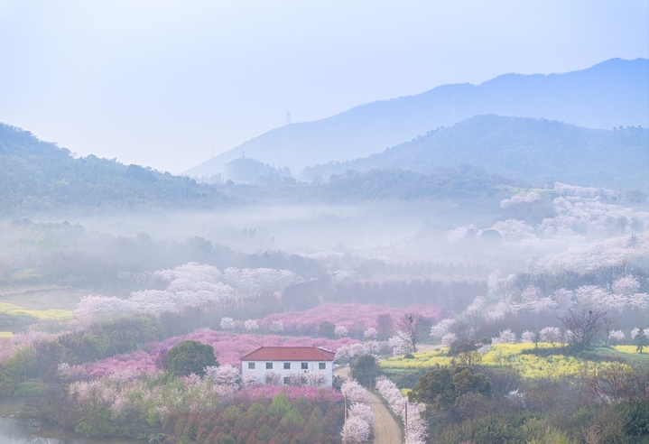 2026年4月2日，江苏镇江市四海樱花园晨雾袅袅，繁花妖娆，美轮美奂。
