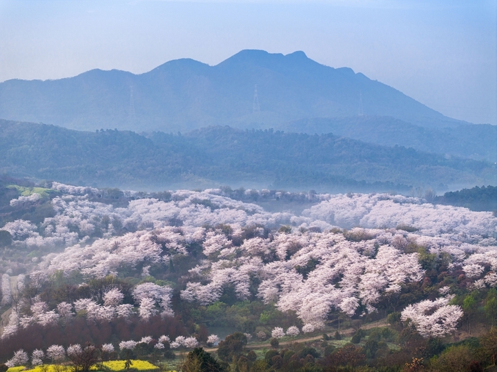 2026年4月2日，江苏镇江市四海樱花园晨雾袅袅，繁花妖娆，美轮美奂。
