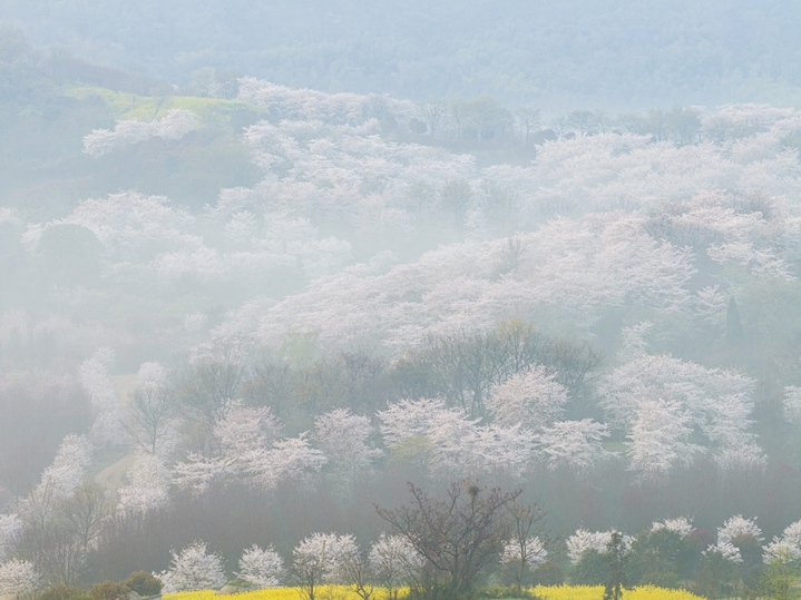2026年4月2日，江苏镇江市四海樱花园晨雾袅袅，繁花妖娆，美轮美奂。
