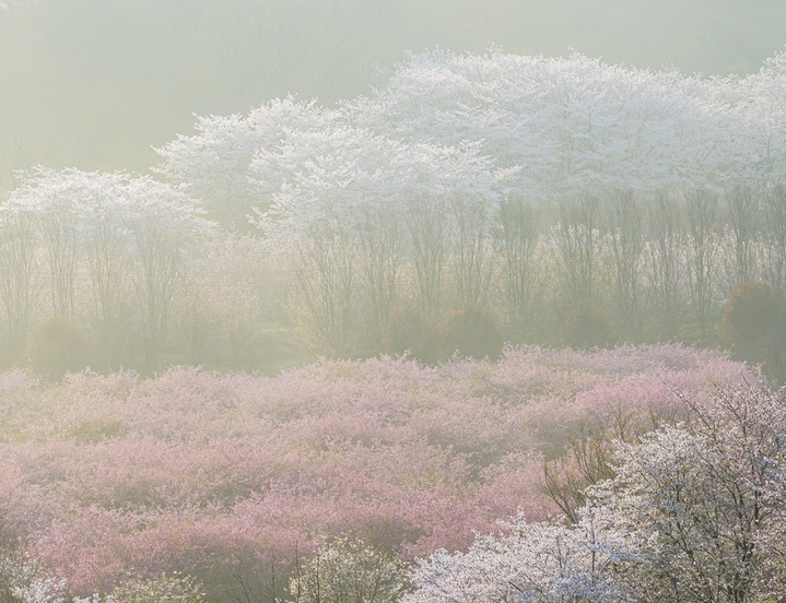 2026年4月2日，江苏镇江市四海樱花园晨雾袅袅，繁花妖娆，美轮美奂。来源：IC photo
