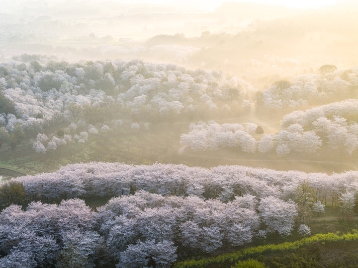 2026年4月2日，江苏镇江市四海樱花园晨雾袅袅，繁花妖娆，美轮美奂。

